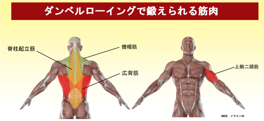 ダンベルローイングで鍛えられる筋肉