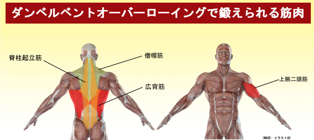 ダンベルベントオーバーローイングで鍛えられる筋肉