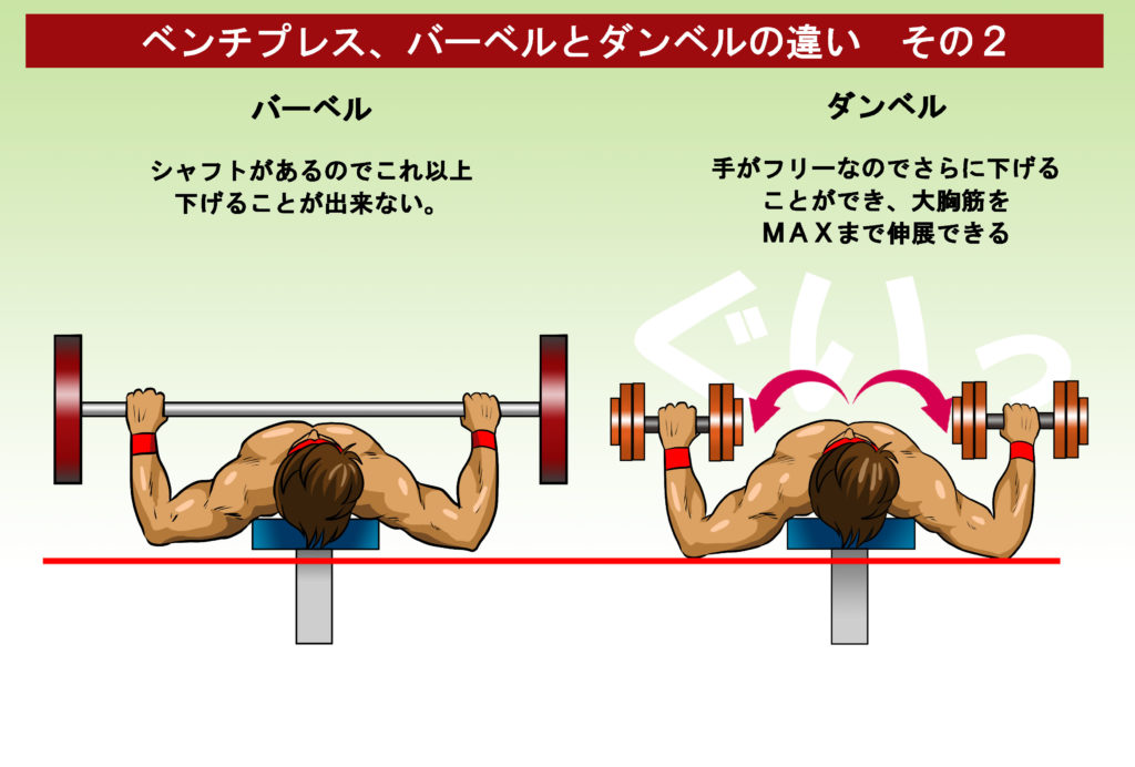 ダンベルベンチプレス　解説　　バーベルとダンベルイラスト