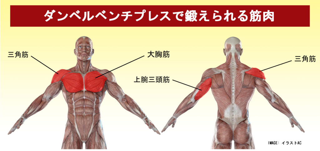 ダンベルベンチプレスで鍛えられる筋肉　大胸筋　