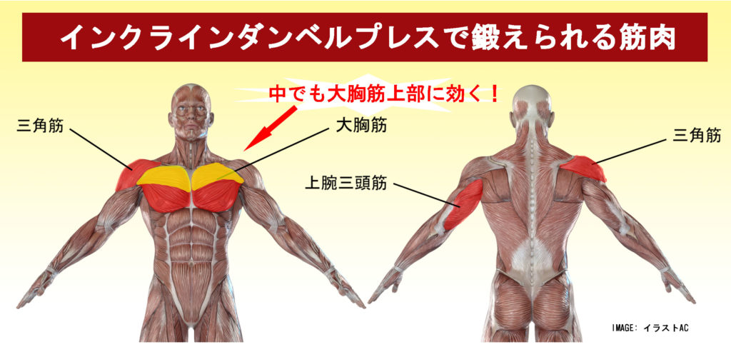 インクラインダンベルプレスで鍛えられる筋肉、大胸筋