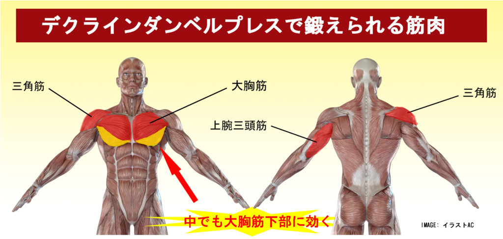 デクラインダンベルプレスで鍛えられる筋肉