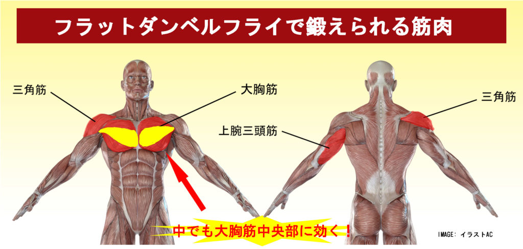 筋肉マップ、大胸筋