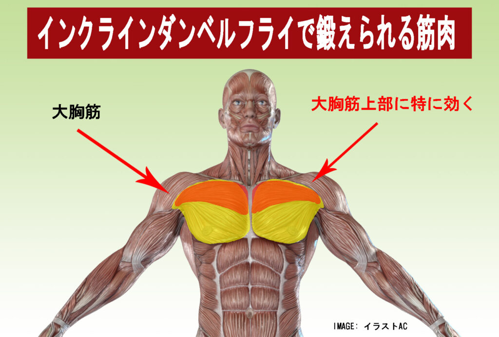 インクラインダンベルフライで鍛えられる筋肉、大胸筋